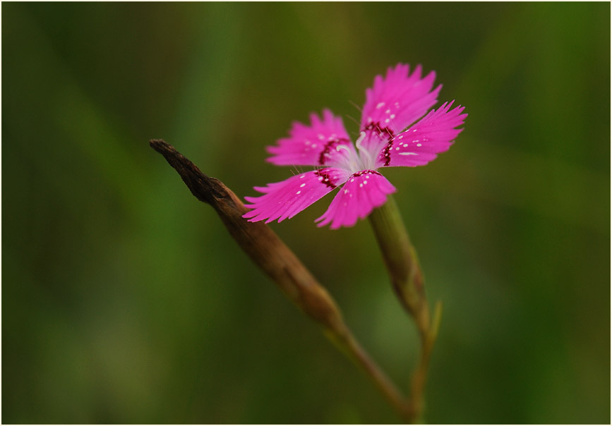 Heide-Nelke (Dianthus deltoides)