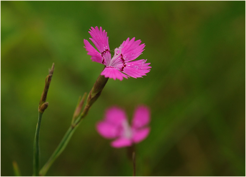 Heide-Nelke (Dianthus deltoides)