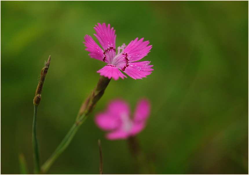 Heide-Nelke (Dianthus deltoides)