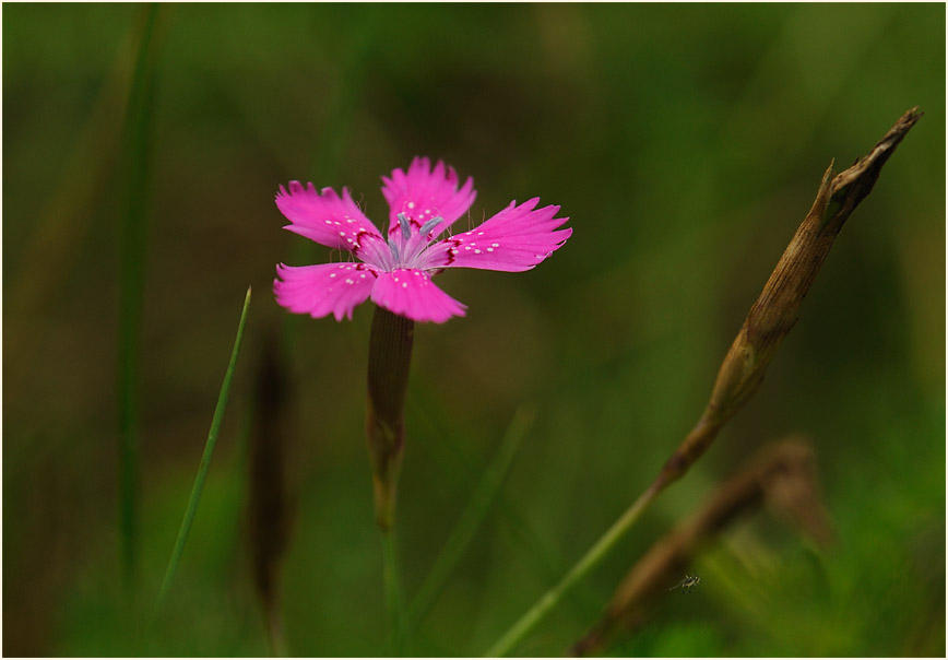 Heide-Nelke (Dianthus deltoides)