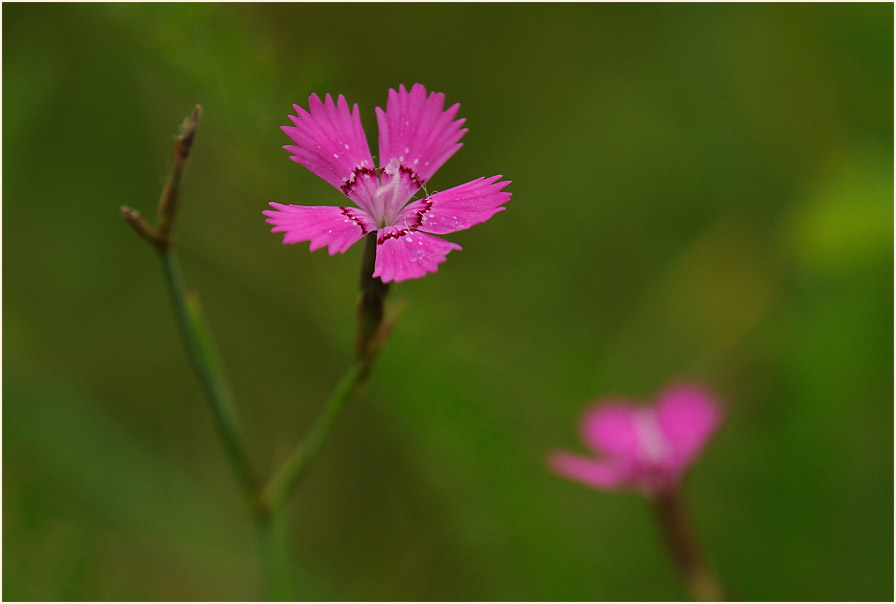 Heide-Nelke (Dianthus deltoides)