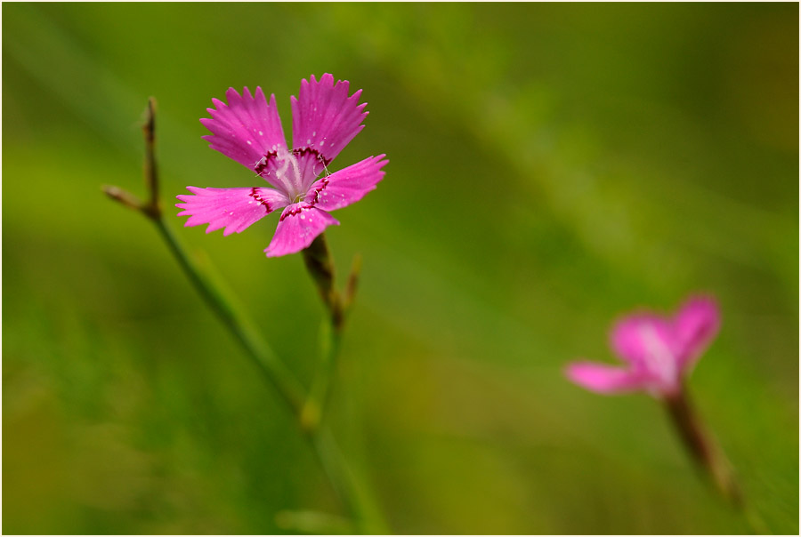 Heide-Nelke (Dianthus deltoides)