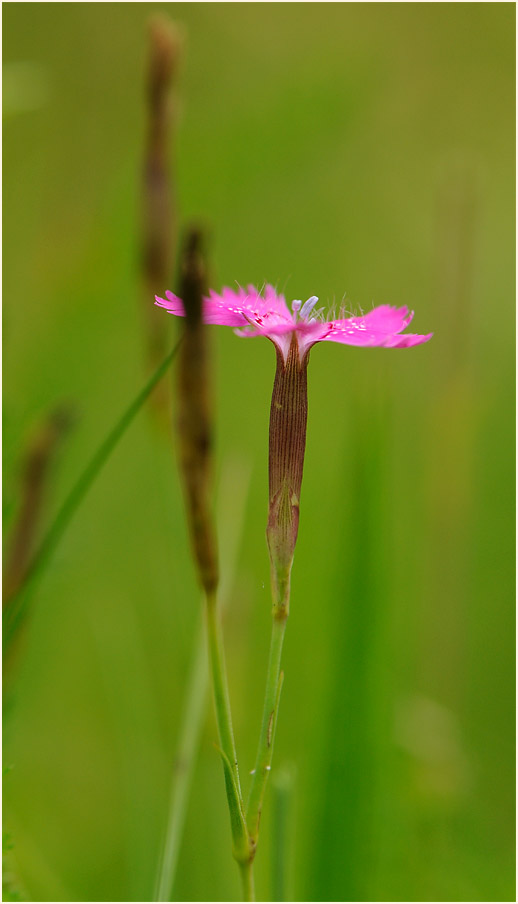 Heide-Nelke (Dianthus deltoides)