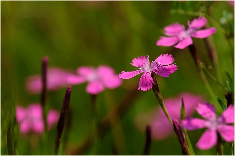 Heide-Nelke (Dianthus deltoides)