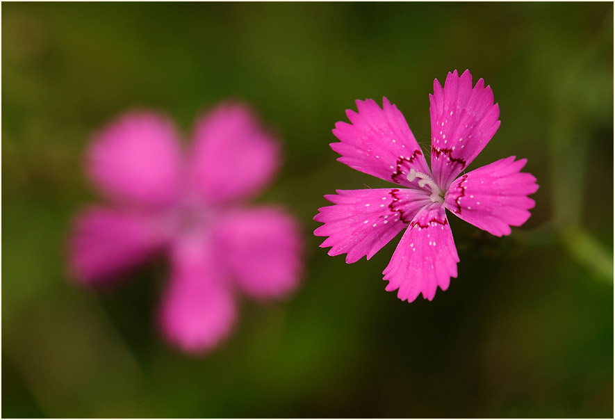 Heide-Nelke (Dianthus deltoides)