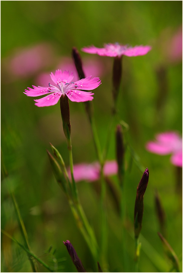 Heide-Nelke (Dianthus deltoides)