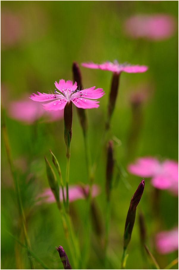 Heide-Nelke (Dianthus deltoides)