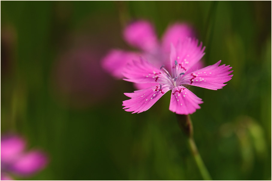 Heide-Nelke (Dianthus deltoides)