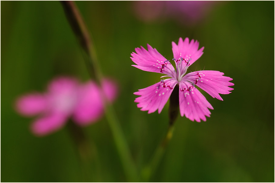 Heide-Nelke (Dianthus deltoides)