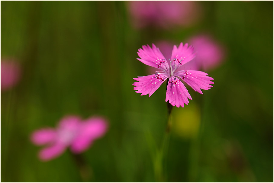 Heide-Nelke (Dianthus deltoides)