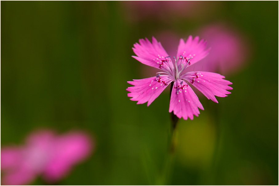 Heide-Nelke (Dianthus deltoides)