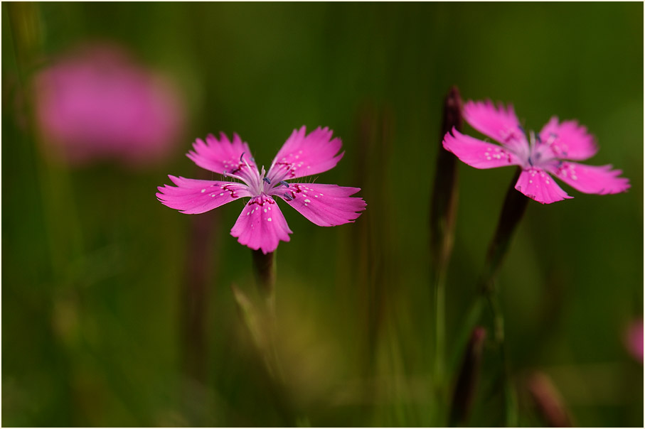 Heide-Nelke (Dianthus deltoides)