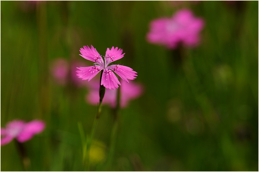 Heide-Nelke (Dianthus deltoides)