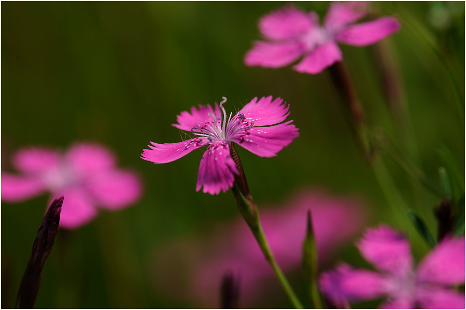 Heide-Nelke (Dianthus deltoides)