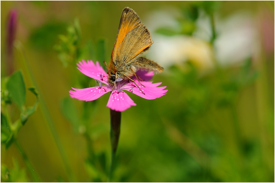 Dickkopffalter auf Heide-Nelke (Dianthus deltoides)