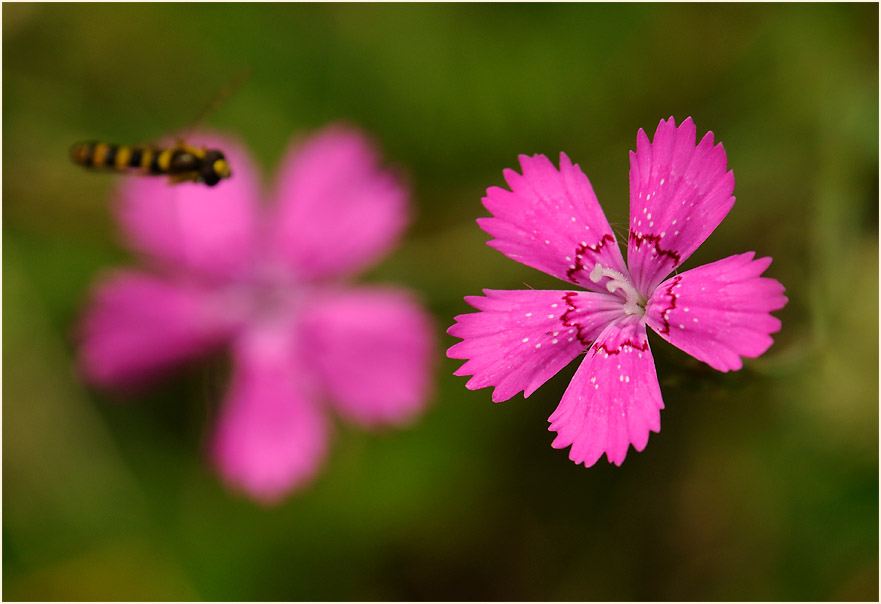 Heide-Nelke (Dianthus deltoides)