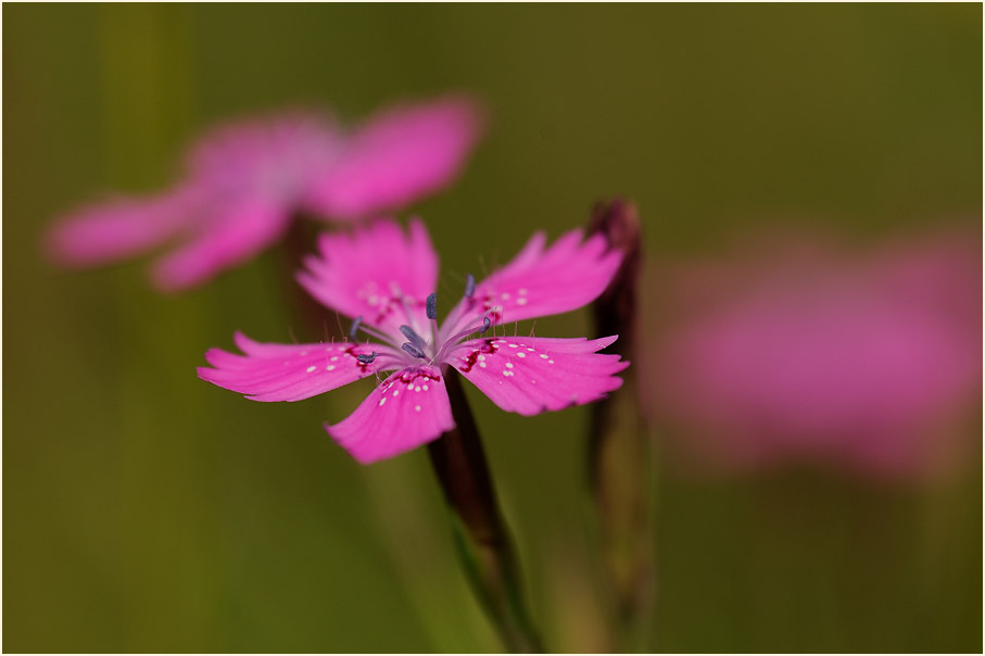 Heide-Nelke (Dianthus deltoides)