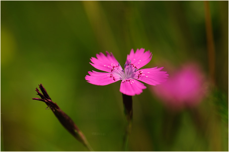 Heide-Nelke (Dianthus deltoides)