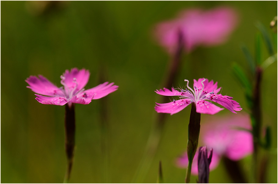 Heide-Nelke (Dianthus deltoides)