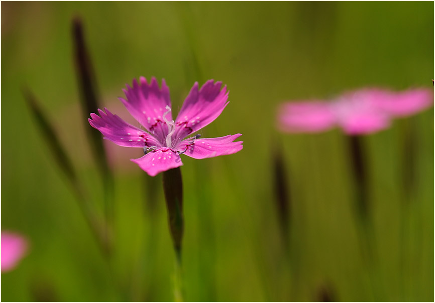 Heide-Nelke (Dianthus deltoides)