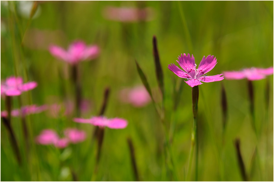 Heide-Nelke (Dianthus deltoides)