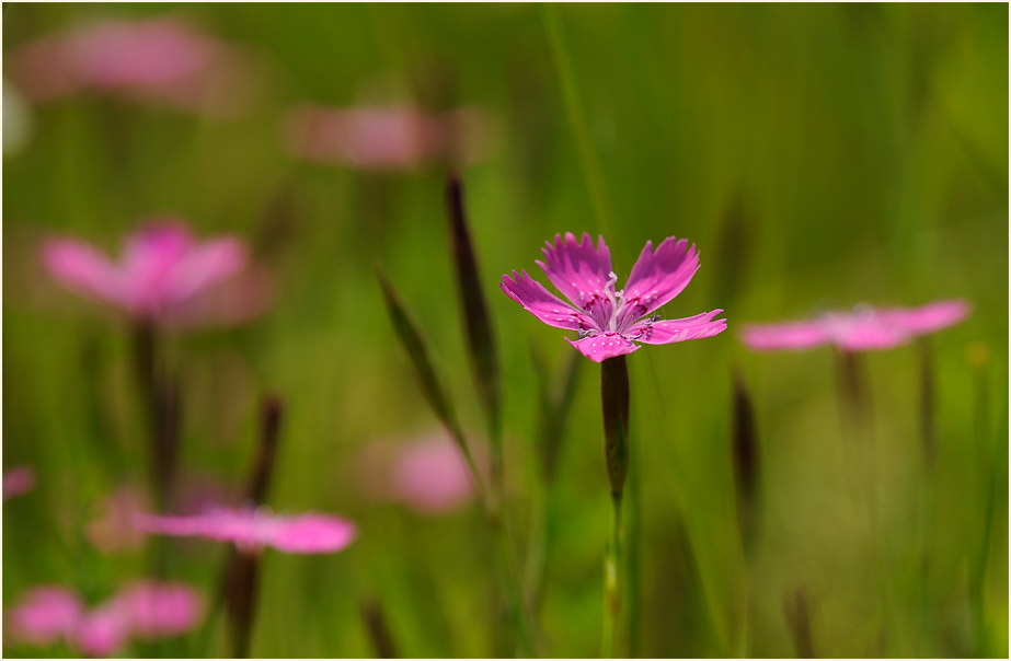 Heide-Nelke (Dianthus deltoides)