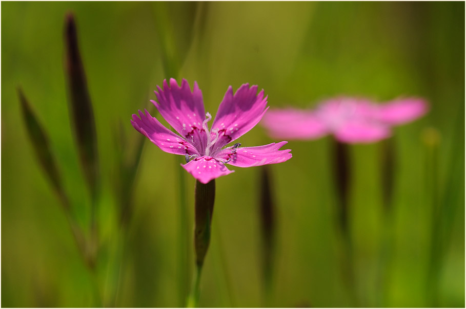 Heide-Nelke (Dianthus deltoides)