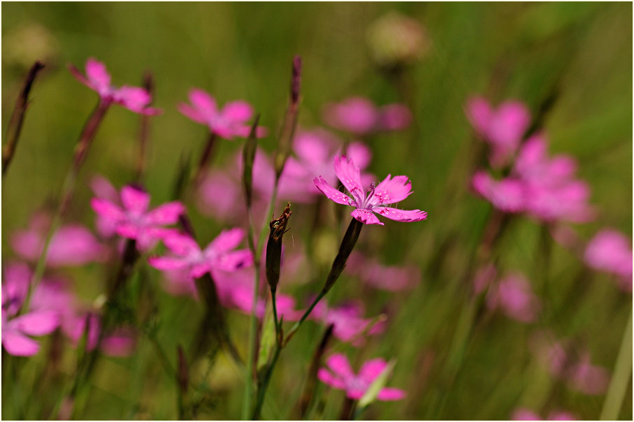 Heide-Nelke (Dianthus deltoides)