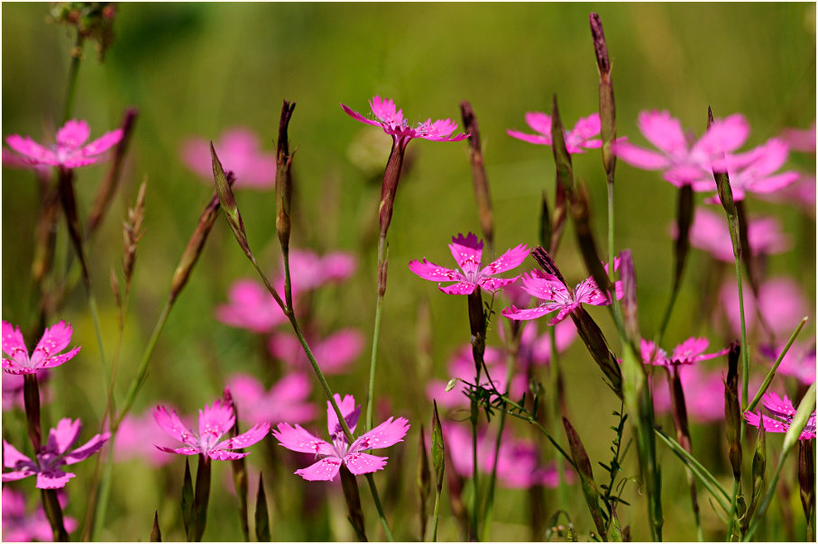 Heide-Nelke (Dianthus deltoides)