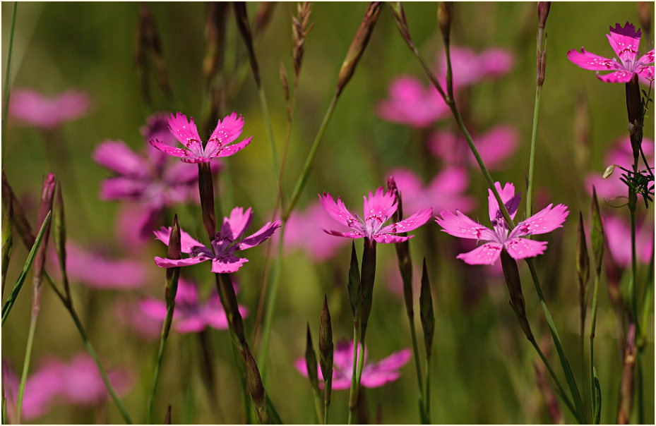 Heide-Nelke (Dianthus deltoides)