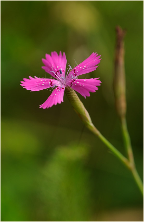 Heide-Nelke (Dianthus deltoides)