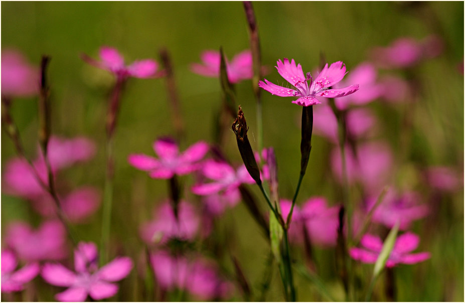 Heide-Nelke (Dianthus deltoides)