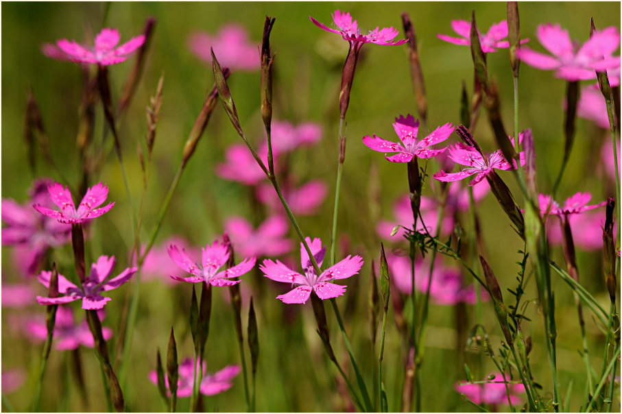 Heide-Nelke (Dianthus deltoides)