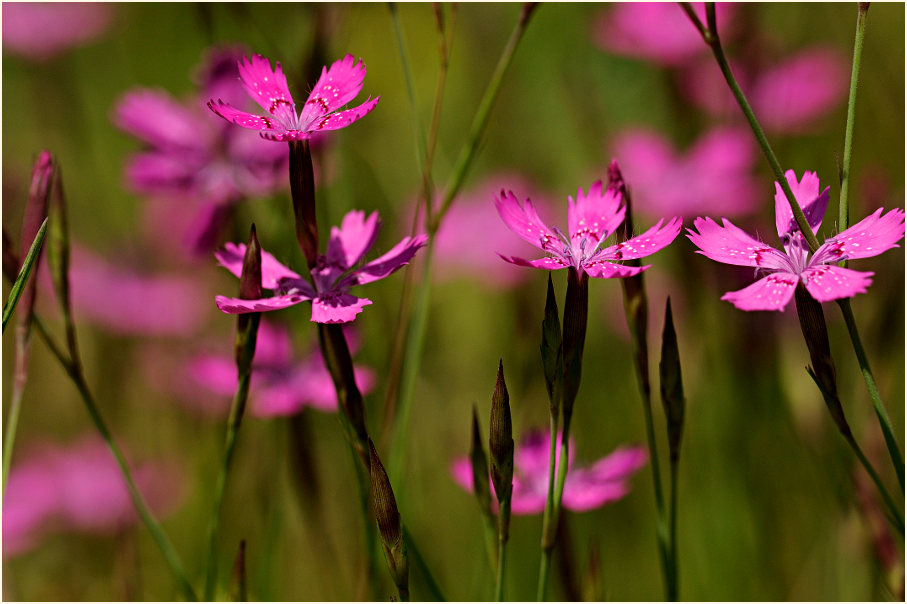 Heide-Nelke (Dianthus deltoides)