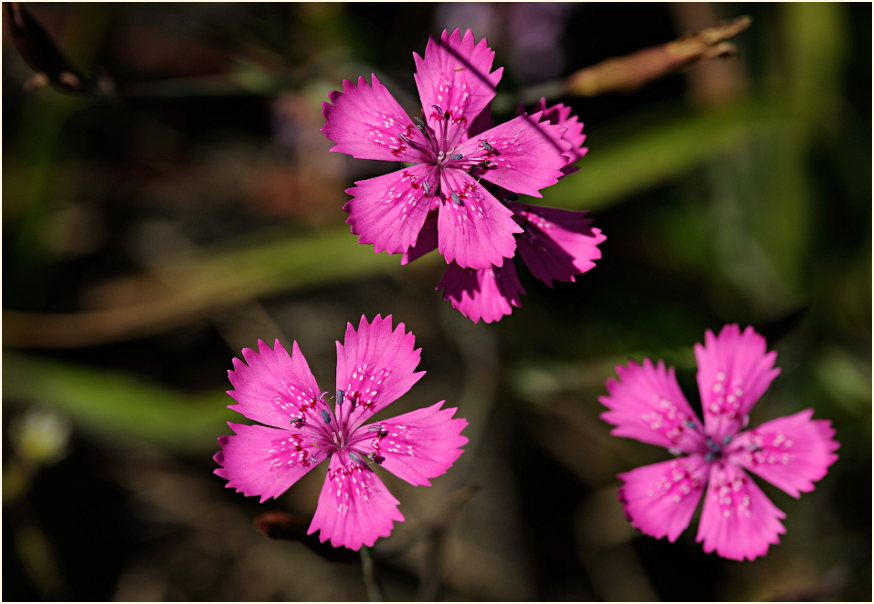 Heide-Nelke (Dianthus deltoides)