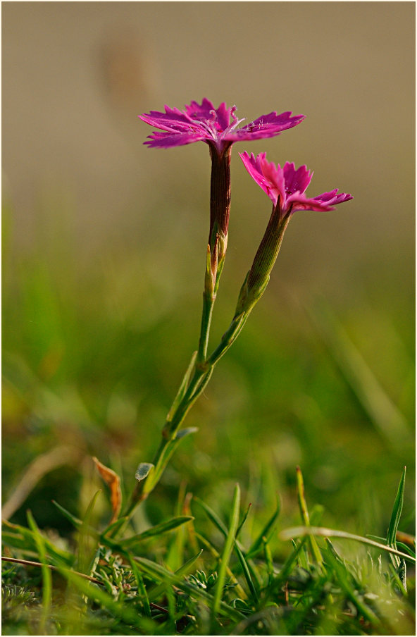 Heide-Nelke (Dianthus deltoides)