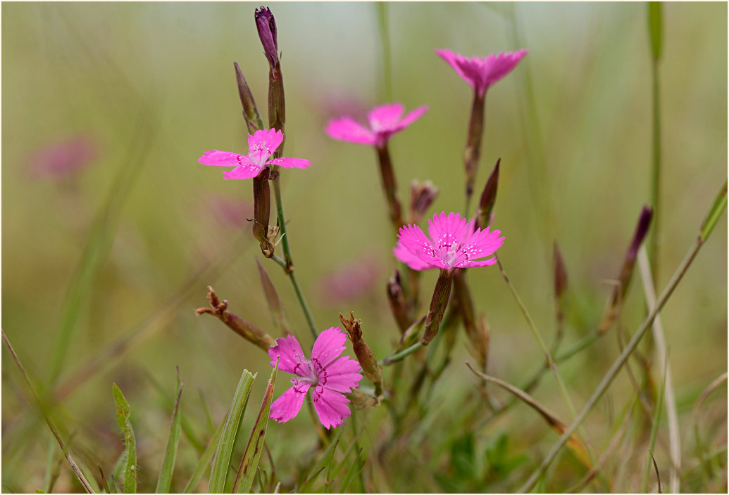 Heide-Nelke (Dianthus deltoides)