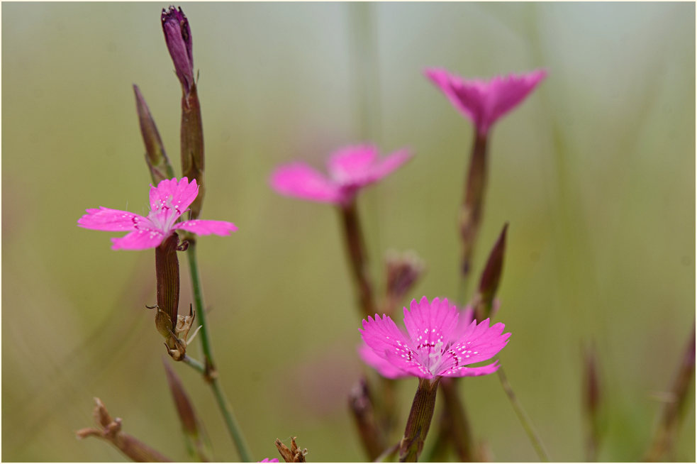 Heide-Nelke (Dianthus deltoides)