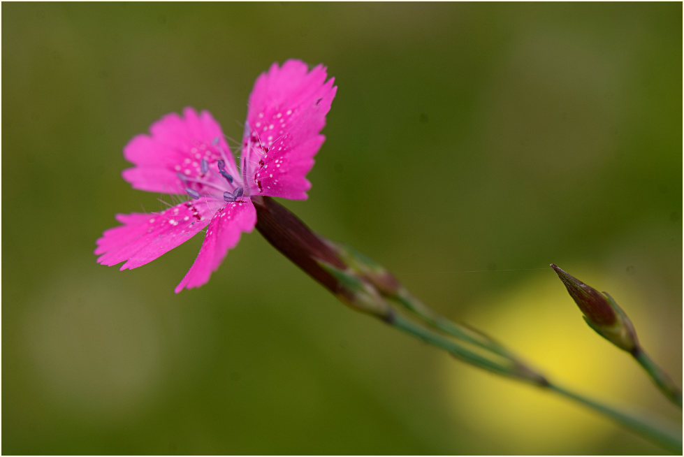 Heide-Nelke (Dianthus deltoides)