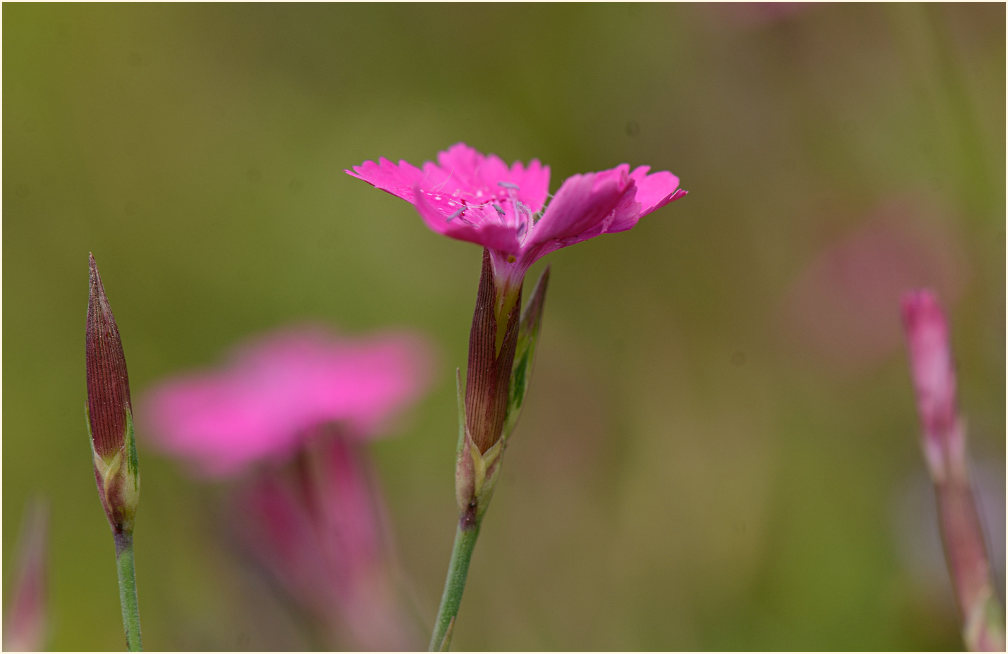 Heide-Nelke (Dianthus deltoides)