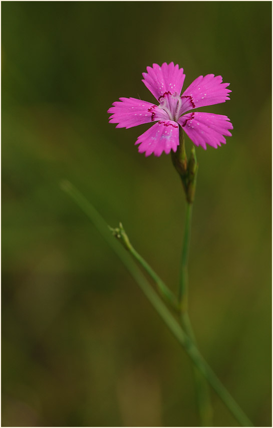 Heide-Nelke (Dianthus deltoides)