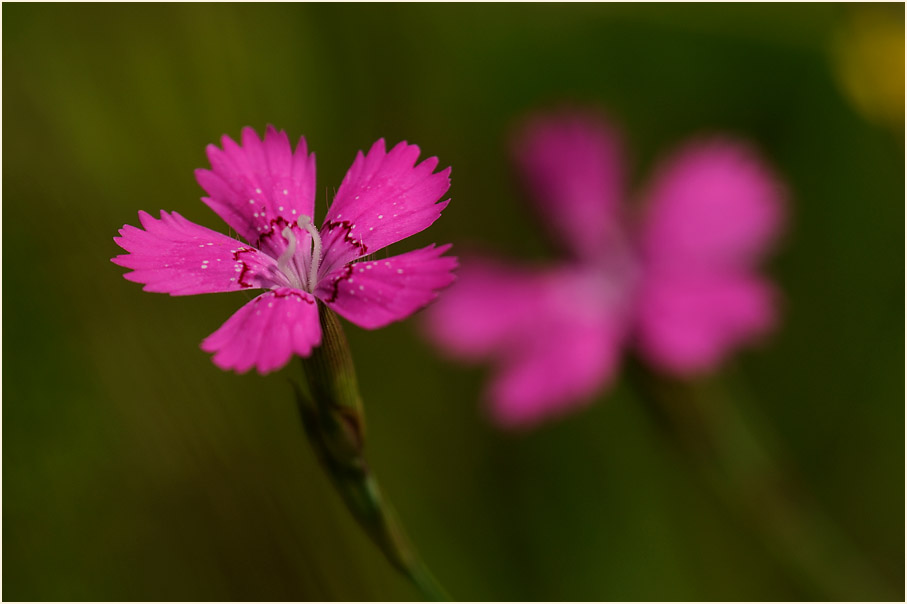 Heide-Nelke (Dianthus deltoides)