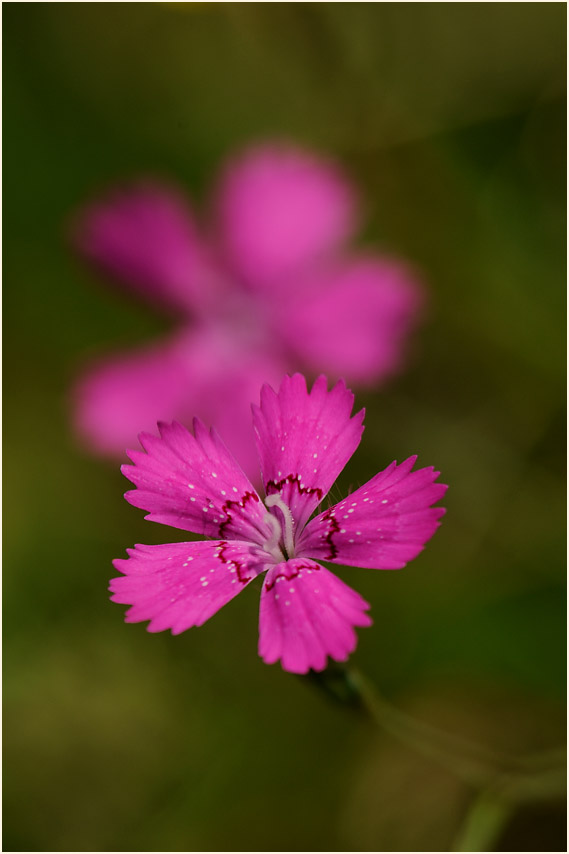 Heide-Nelke (Dianthus deltoides)