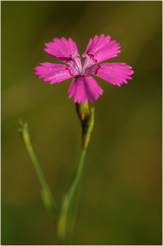 Heide-Nelke (Dianthus deltoides)