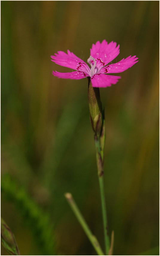 Heide-Nelke (Dianthus deltoides)