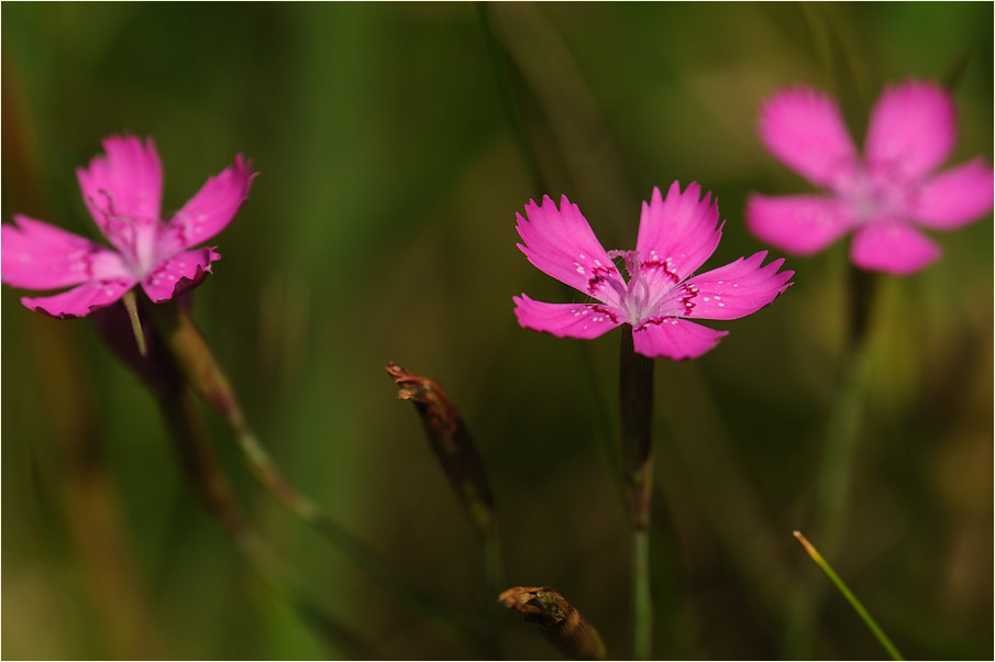 Heide-Nelke (Dianthus deltoides)