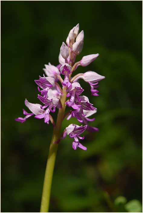 Helm-Knabenkraut (Orchis militaris)