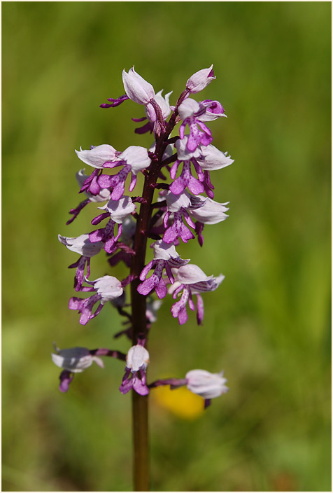 Helm-Knabenkraut (Orchis militaris)