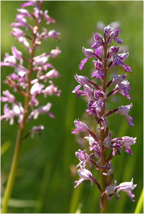 Helm-Knabenkraut (Orchis militaris)