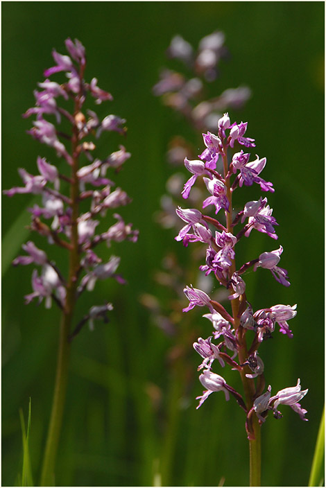 Helm-Knabenkraut (Orchis militaris)